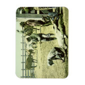 Amerikaanse cowboys branding a calf, c.1900 (foto) magneet (Verticaal)