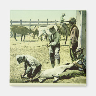 Amerikaanse cowboys branding a calf, c.1900 (foto) magneet