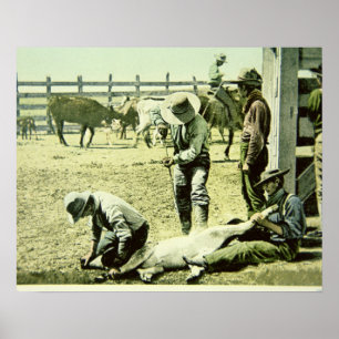Amerikaanse cowboys branding a calf, c.1900 (foto) poster