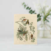Amerikaanse Crossbill uit Audubon's Birds of Ameri Briefkaart (Staand voorkant)