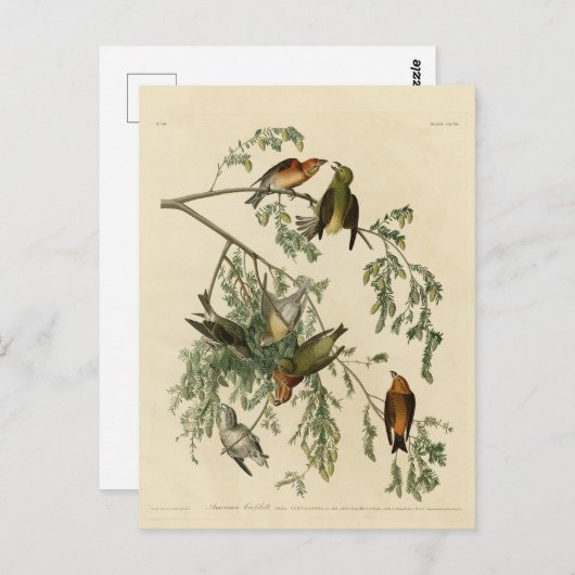 Amerikaanse Crossbill uit Audubon's Birds of Ameri Briefkaart (Voorkant / Achterkant)