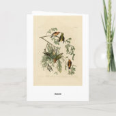 Amerikaanse Crossbill uit Audubon's Birds of Ameri Kaart (Achterkant)