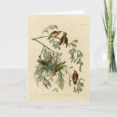 Amerikaanse Crossbill uit Audubon's Birds of Ameri Kaart (Voorkant)