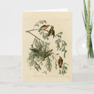 Amerikaanse Crossbill uit Audubon's Birds of Ameri Kaart