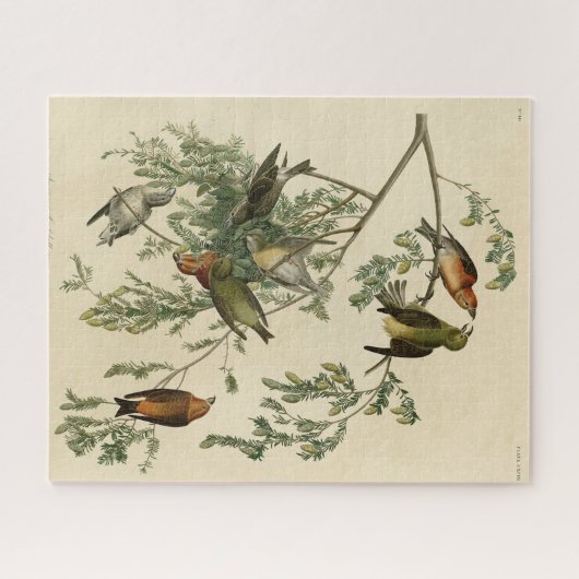 Amerikaanse Crossbill uit Audubon's Birds of Ameri Legpuzzel (Horizontaal)