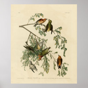 Amerikaanse Crossbill uit Audubon's Birds of Ameri Poster