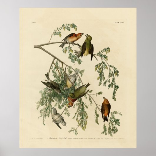 Amerikaanse Crossbill uit Audubon's Birds of Ameri Poster (Voorkant)