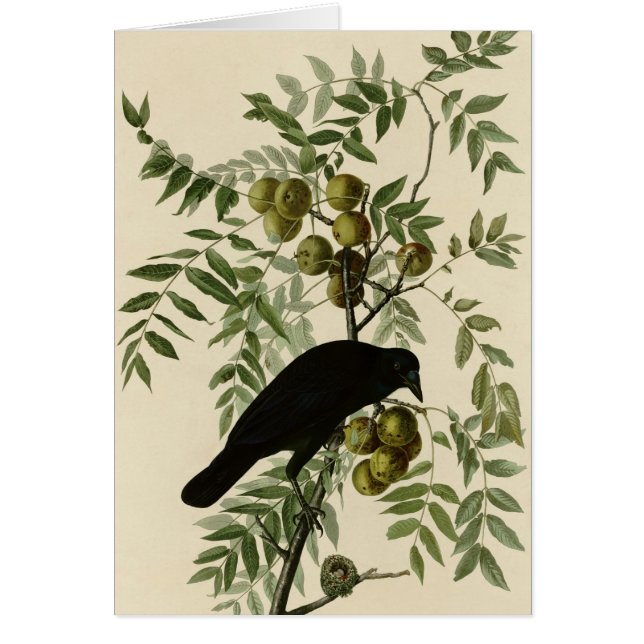 Amerikaanse Crow (Voorkant)