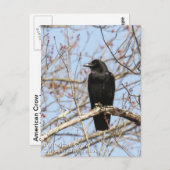 Amerikaanse Crow Briefkaart (Voorkant / Achterkant)