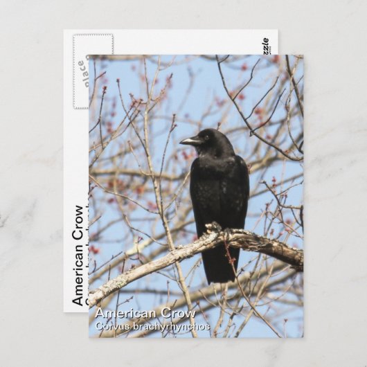 Amerikaanse Crow Briefkaart (Voorkant / Achterkant)