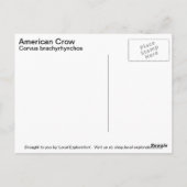 Amerikaanse Crow Briefkaart (Achterkant)