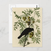 Amerikaanse Crow Briefkaart (Voorkant / Achterkant)