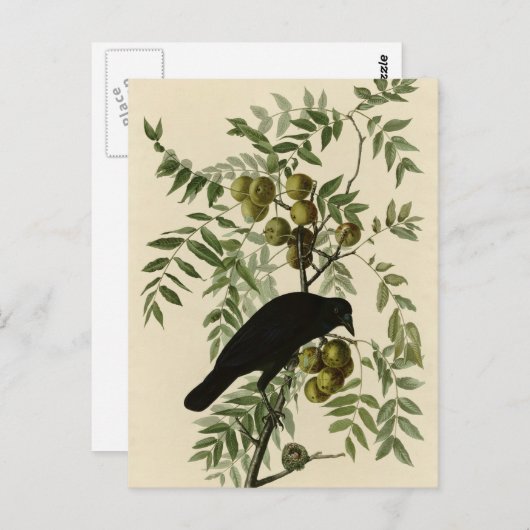 Amerikaanse Crow Briefkaart (Voorkant / Achterkant)