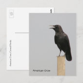 Amerikaanse Crow Briefkaart (Voorkant / Achterkant)