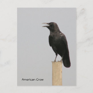 Amerikaanse Crow Briefkaart