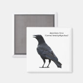 Amerikaanse Crow Magneet (Voorkant / Achterkant)