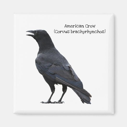 Amerikaanse Crow Magneet (Voorkant)