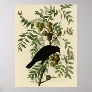 Amerikaanse Crow Poster