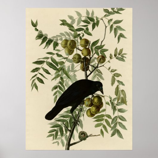 Amerikaanse Crow Poster (Voorkant)