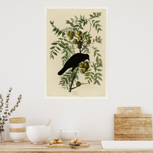 Amerikaanse Crow Poster (Keuken)