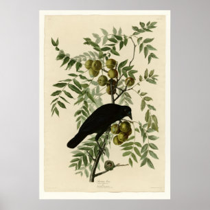 Amerikaanse Crow Poster