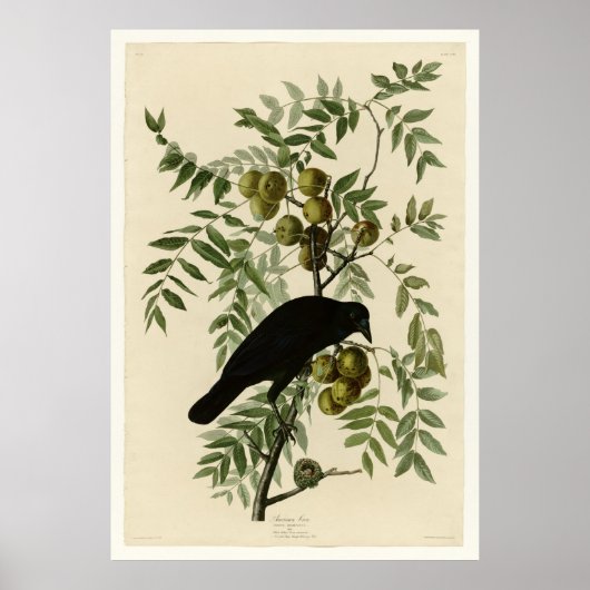 Amerikaanse Crow Poster (Voorkant)