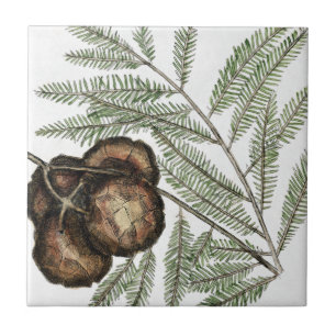Amerikaanse Cypress of Bald Cypress Art Tegeltje