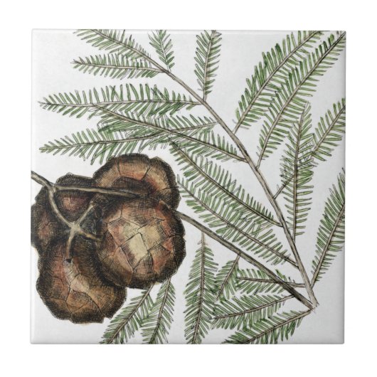 Amerikaanse Cypress of Bald Cypress Art Tegeltje (Voorkant)