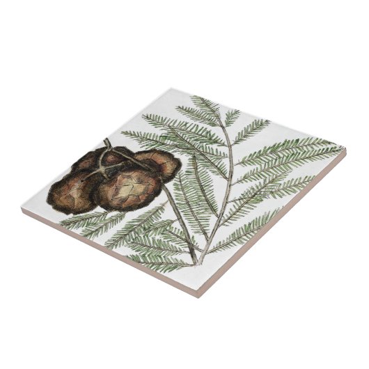 Amerikaanse Cypress of Bald Cypress  Art Tegeltje (Zijkant)