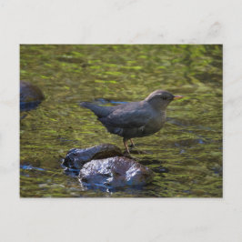 Amerikaanse dipper briefkaart