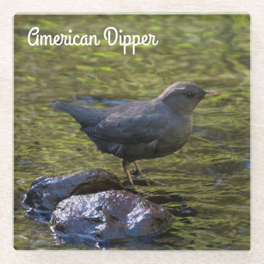 Amerikaanse dipper glazen onderzetter (Voorkant)
