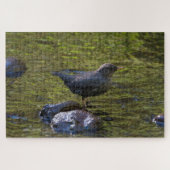 Amerikaanse dipper legpuzzel (Horizontaal)