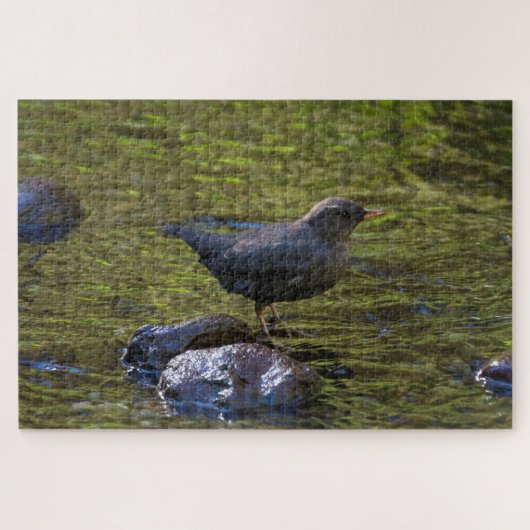 Amerikaanse dipper legpuzzel (Horizontaal)