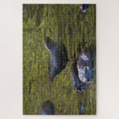 Amerikaanse dipper legpuzzel (Verticaal)