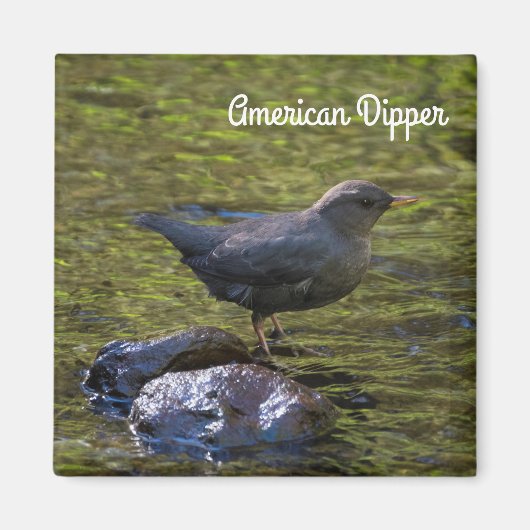 Amerikaanse dipper magneet (Voorkant)