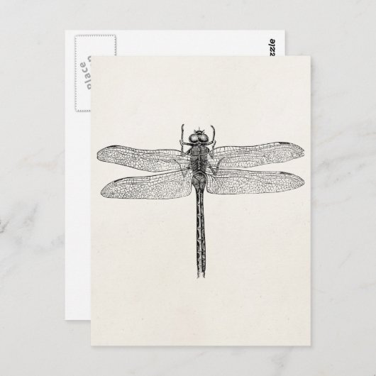 Amerikaanse dragonfly-Sjabloon Briefkaart (Voorkant / Achterkant)