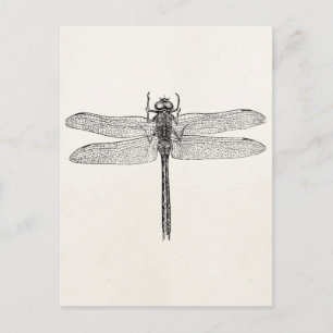 Amerikaanse dragonfly-Sjabloon Briefkaart