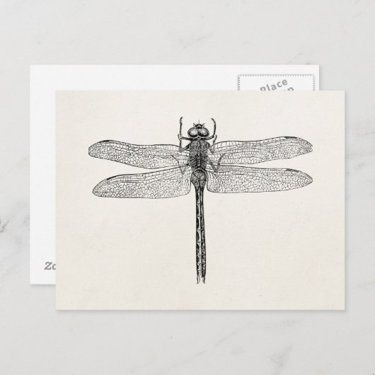  Amerikaanse dragonfly-Sjabloon Briefkaart (Voorkant / Achterkant)