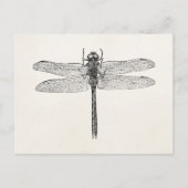  Amerikaanse dragonfly-Sjabloon Briefkaart (Voorkant)