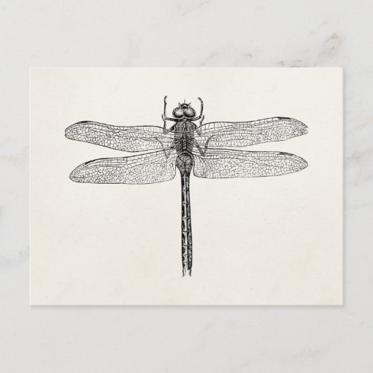  Amerikaanse dragonfly-Sjabloon Briefkaart (Voorkant)
