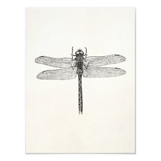 Amerikaanse dragonfly-Sjabloon Foto Afdruk (Voorkant)