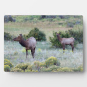 Amerikaanse Eland | Colorado Fotoplaat (voorkant)