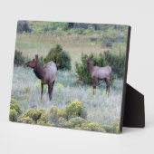 Amerikaanse Eland | Colorado Fotoplaat (Zijkant)