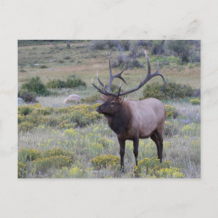 Amerikaanse Eland   Rocky National Park, Colorado Briefkaart
