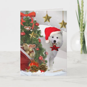 Amerikaanse Eskimo Christmas Star Kaarten