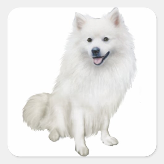 Amerikaanse Eskimo Dog (A) Vierkante Sticker (Voorkant)