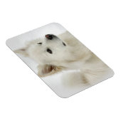 Amerikaanse Eskimo Dog Art Magneet (Rechterzijde)