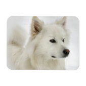Amerikaanse Eskimo Dog Art Magneet (Horizontaal)