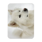Amerikaanse Eskimo Dog Art Magneet (Verticaal)