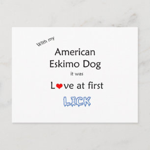 Amerikaanse Eskimo Dog Lick Design Briefkaart